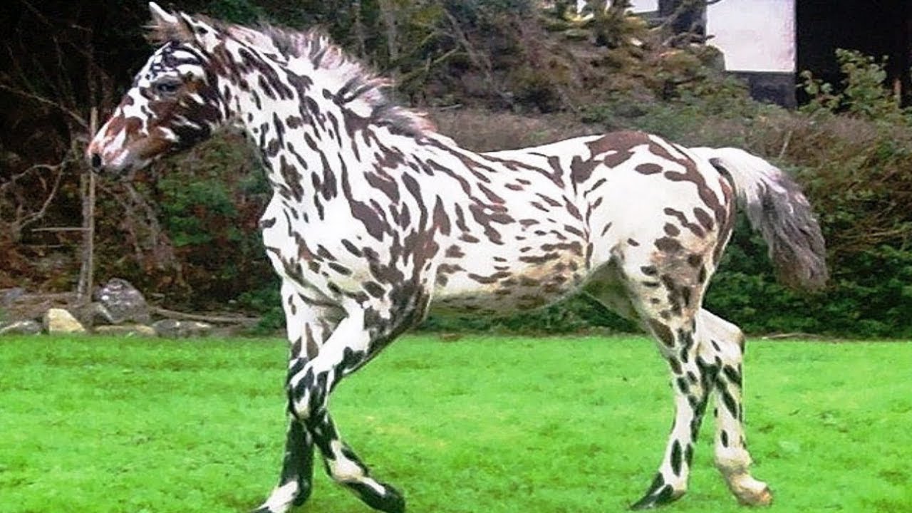 Les chevaux les plus rares du monde : découvrez ces races uniques - Le  Saboteur